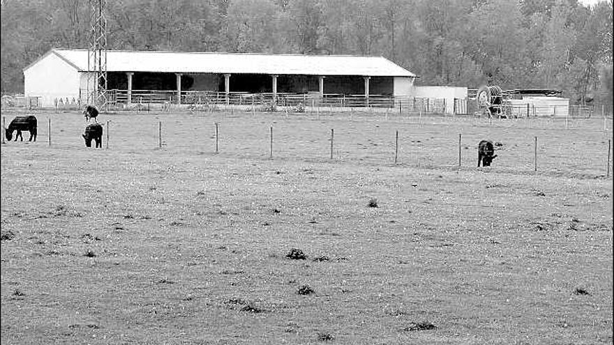 Varios animales pastan en la finca que la Diputación tiene en La Aldehuela y que ahora va a desocupar