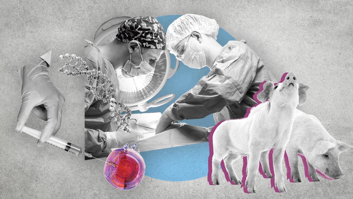 Xenotrasplantes, una revolución más cercana