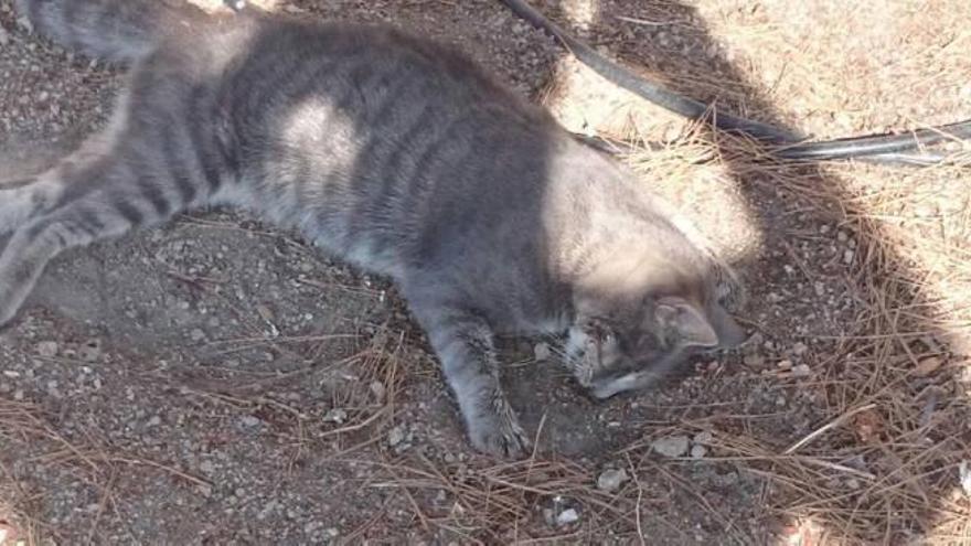 Imagen de algunos de los gatos que aparecieron muertos el domingo y que recogió la Guardia Civil.