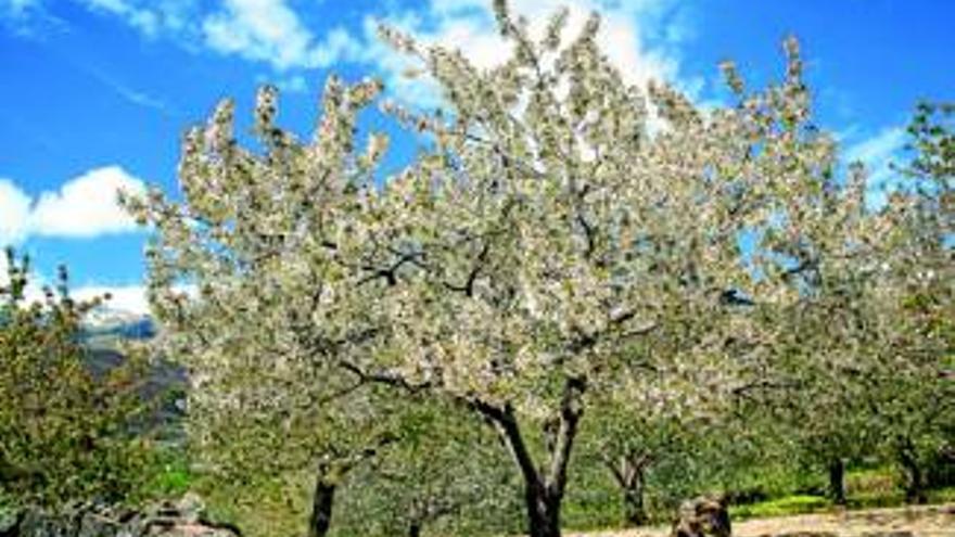 Valdastillas concentra las actividades del Cerezo en Flor este fin de semana