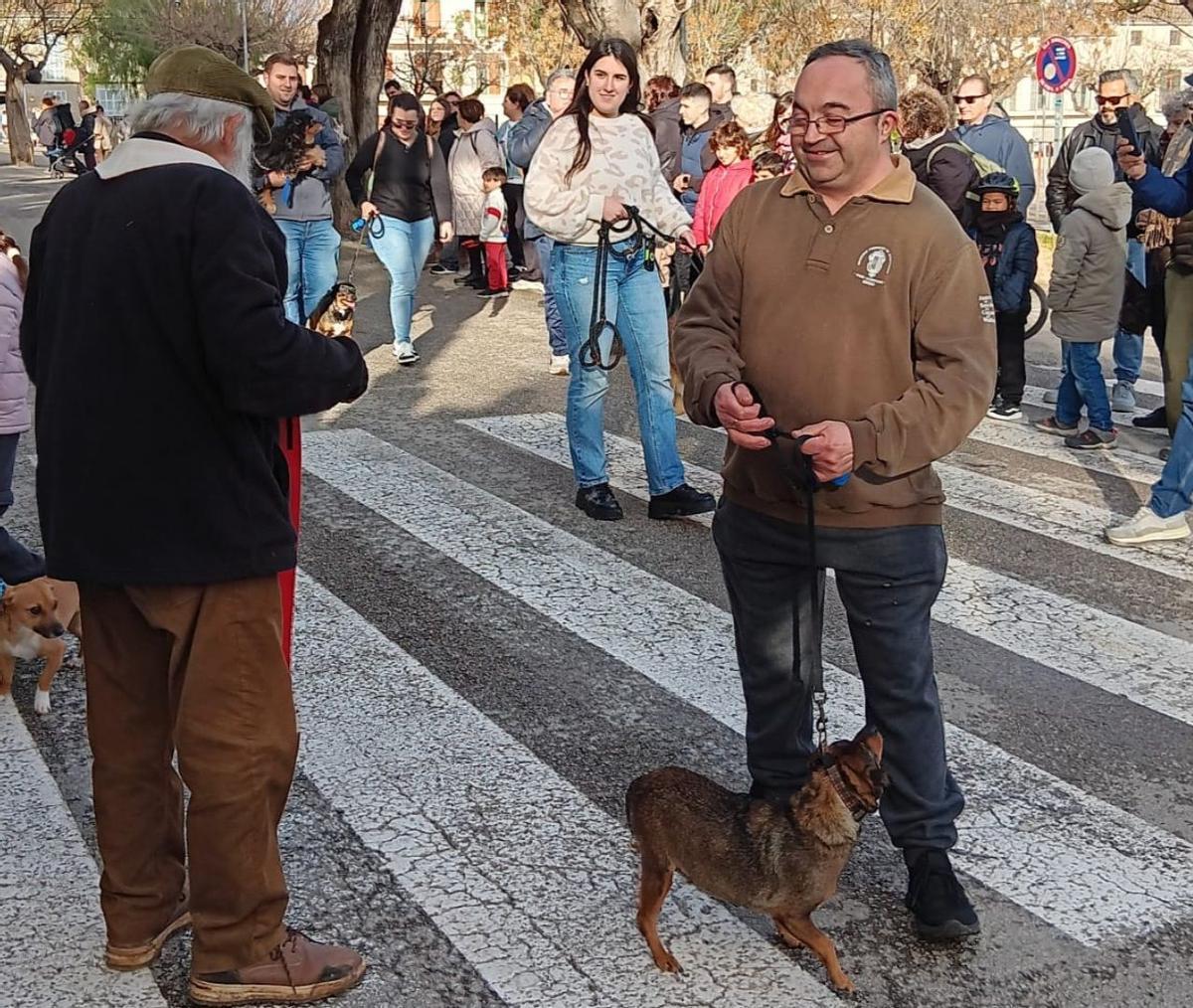 Pere Roig Massanet, durant unes passades beneïdes de Sant Antoni a Sineu.