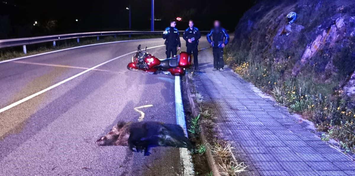 Agentes de la Policía Local, con el jabalí y la moto implicados.