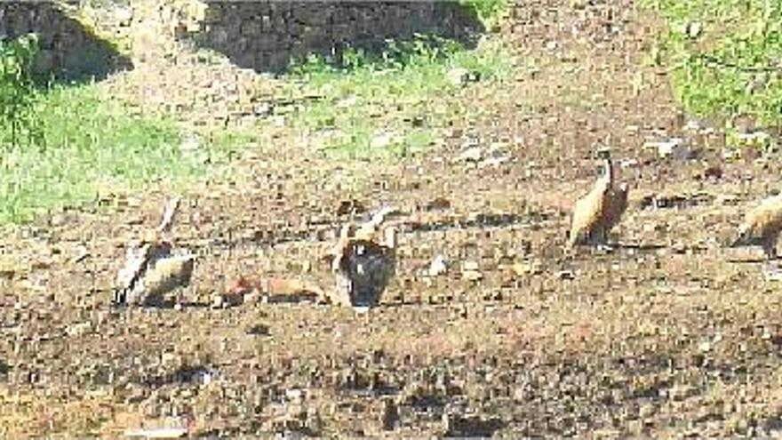 El cadáver del ternero yace entre dos de las rapaces, en Sorita.