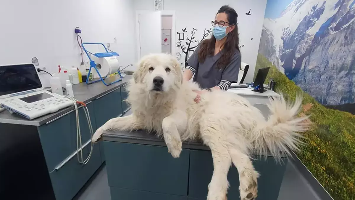 Un perro en una clínica veterinaria.