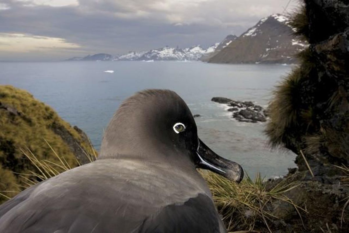 Primer premi en reportatge de natura. Fotografia que forma part d’un reportatge de l’Antàrtic realitzat pel fotògraf canadenc Paul Nicklen per a la prestigiosa revista ’National Geographic’.
