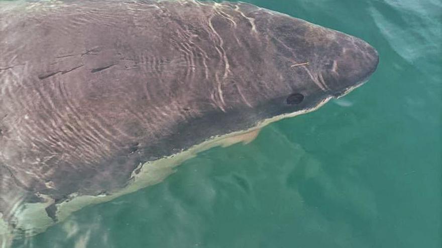 Un tiburón blanco en Langosteira, el primer registro de esta especie en Galicia