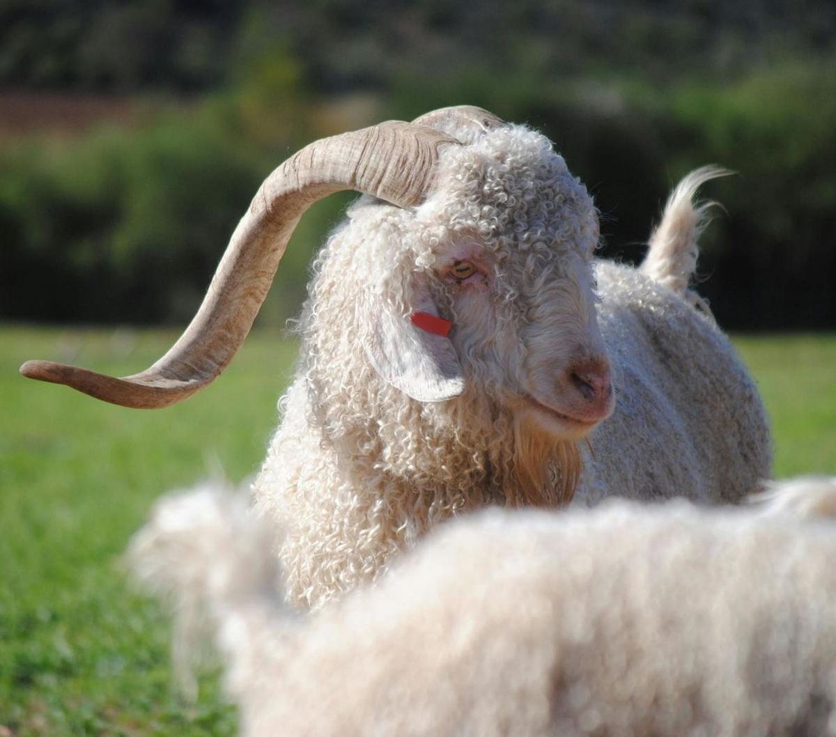 Cabra de Angora  (imaxe superior)  e retrato de Ramón  de la Sagra. | Jann Bader/LOC