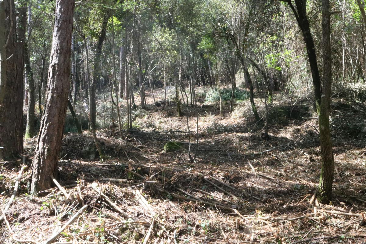 Una zona on s'han fet aclarides a Albanyà