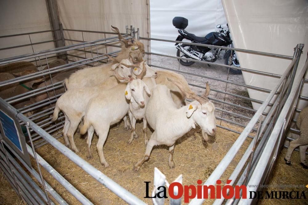 Feria del Cordero Segureño en Caravaca