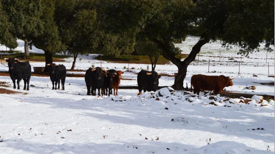 Nieve en la dehesa de Reservatauro en Ronda.