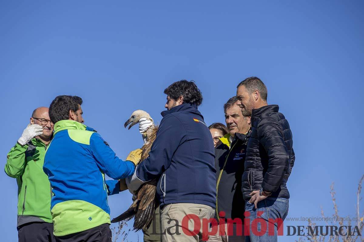 Suelta de dos buitres leonados en la Sierra de Mojantes en Caravaca