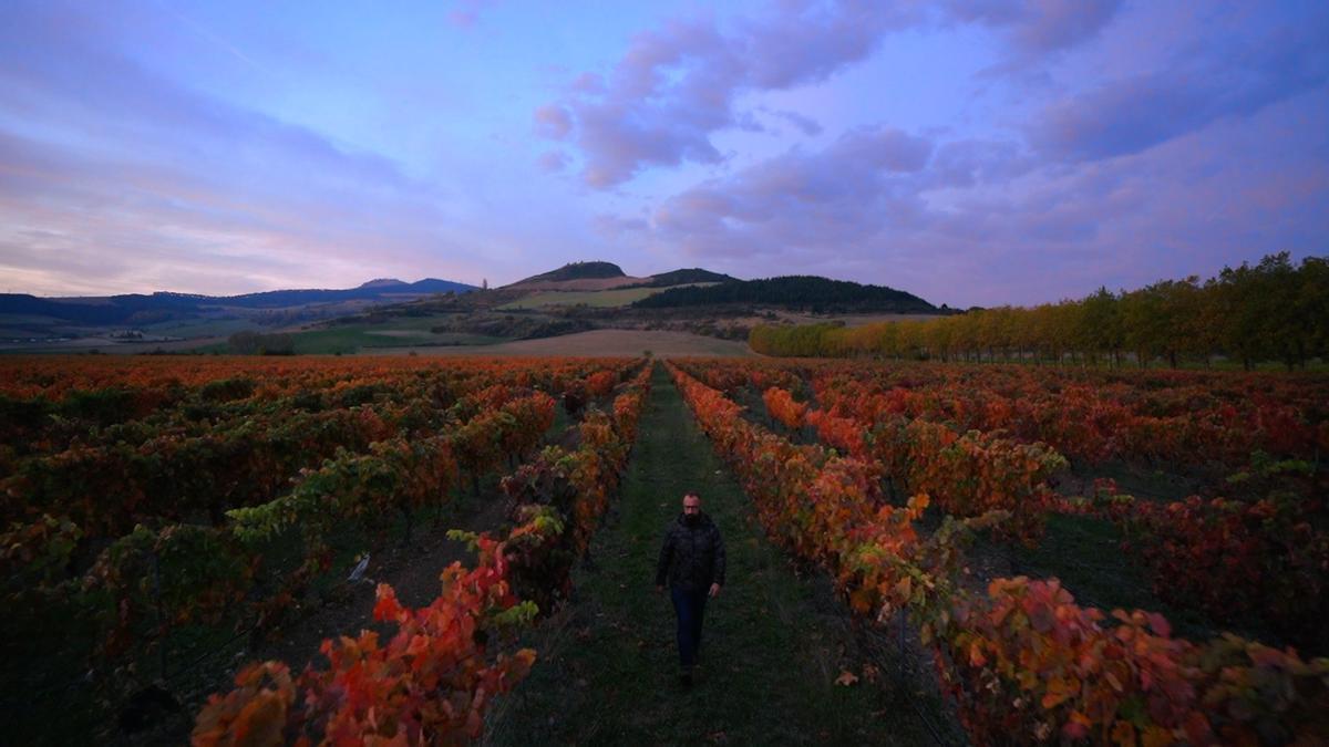 Los vinos de Navarra tienen su propia denominación de origen y cinco de ellos son pagos