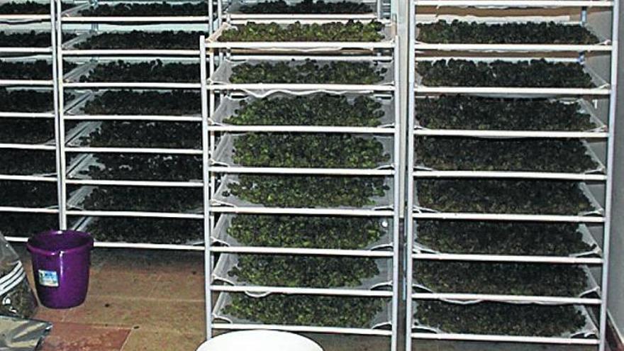 Intervienen 455 plantas de marihuana en Aspe