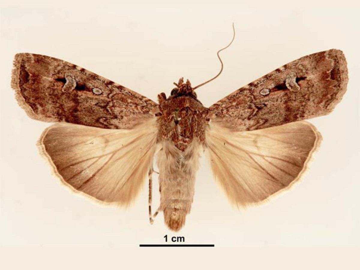 Una polilla Bogong