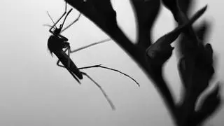 Fáciles de hacer y eficaces, estos son los mejores repelentes de mosquitos caseros