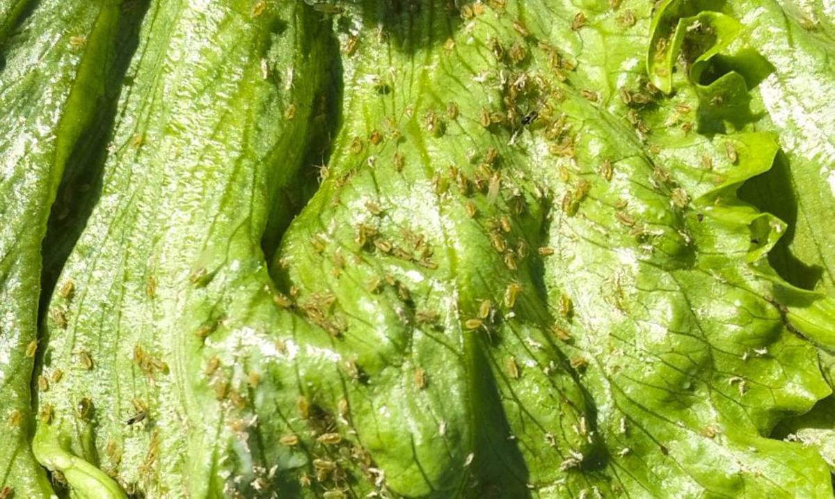 Detalle de una de las miles de lechugas arruinadas por la plaga del pulgón.