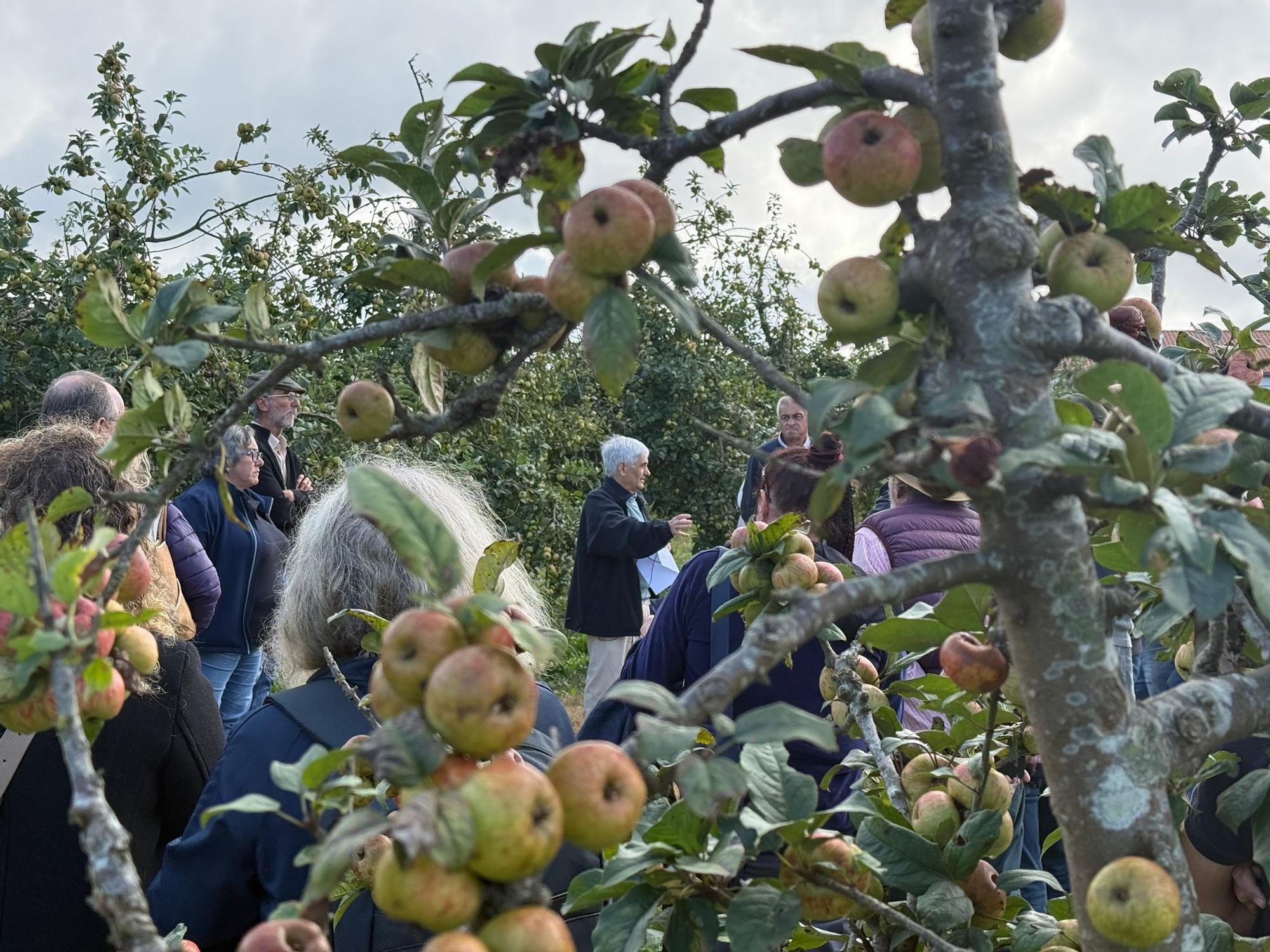 El SERIDA explica sobre el terreno las medidas de protección contra las plagas de roedores en pomaradas