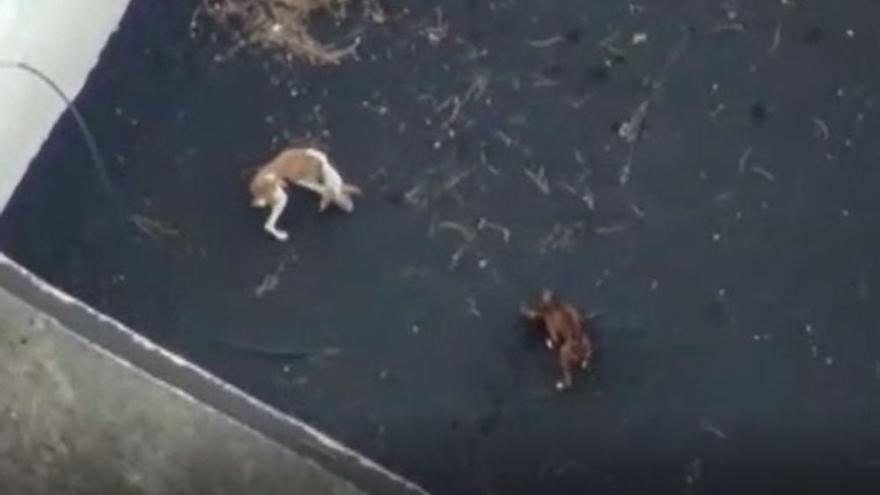 Un dron graba a dos perros atrapados por la lava del volcán Cumbre Vieja en La Palma.