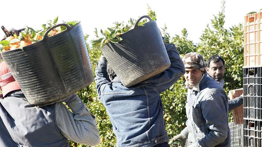 Un grupo de paquistaníes en la recogida de la naranja.