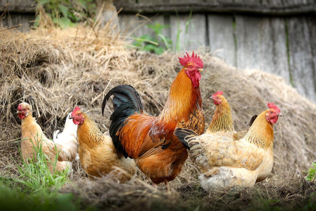 Gallos y gallinas fueron domesticados después de lo que se creía