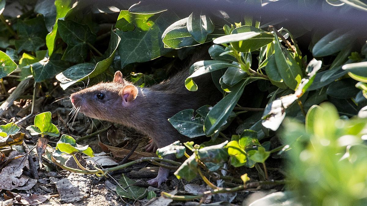 Imagen de archivo de una rata merodeando en el Parc de la Ciutadella.