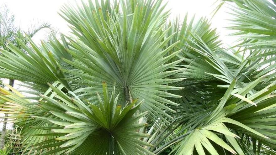 La palmera que florece una vez cada 60 años asombra en Tenerife con un espectáculo único en Europa