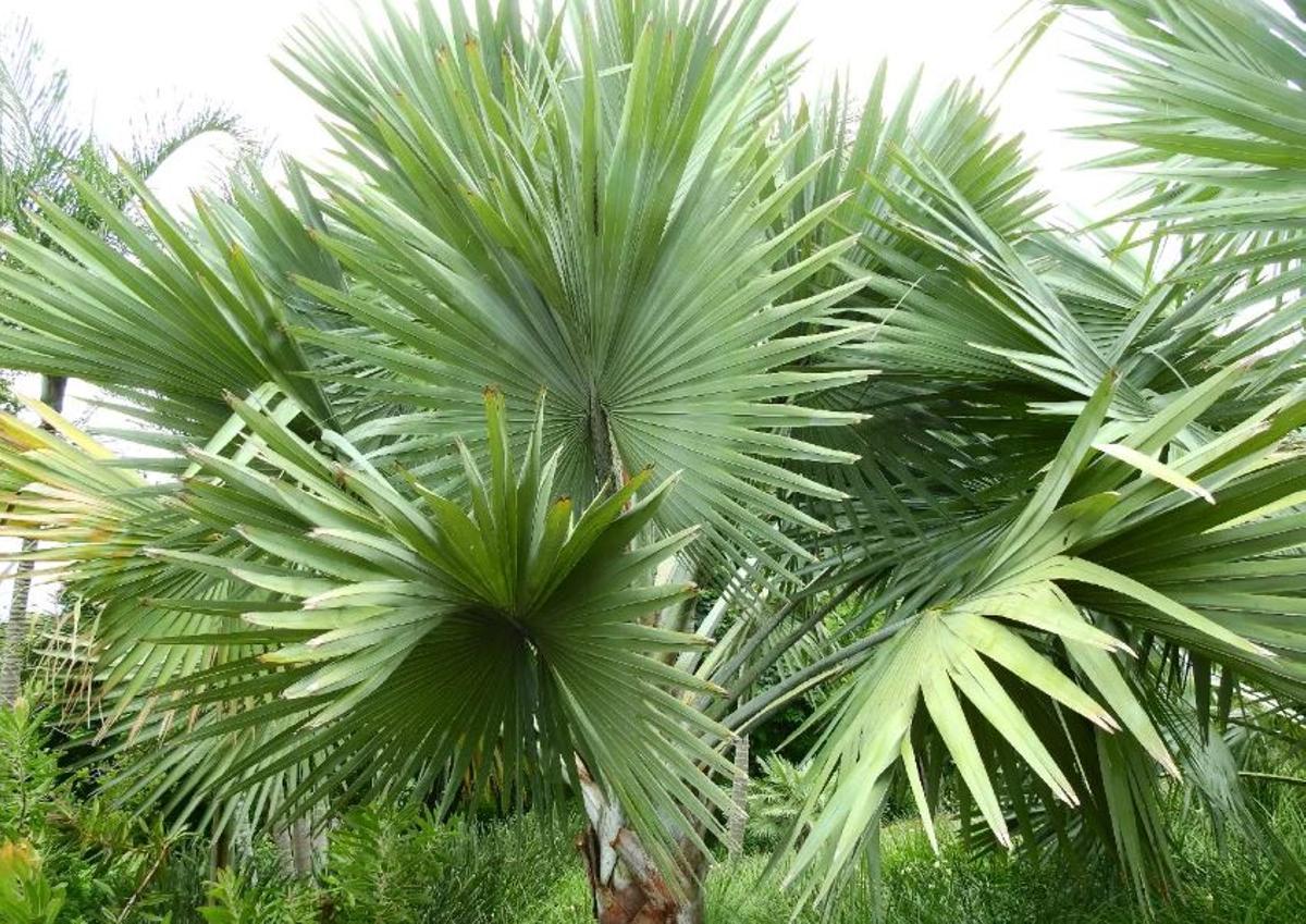 Palma talipot - Corypha umbraculifera