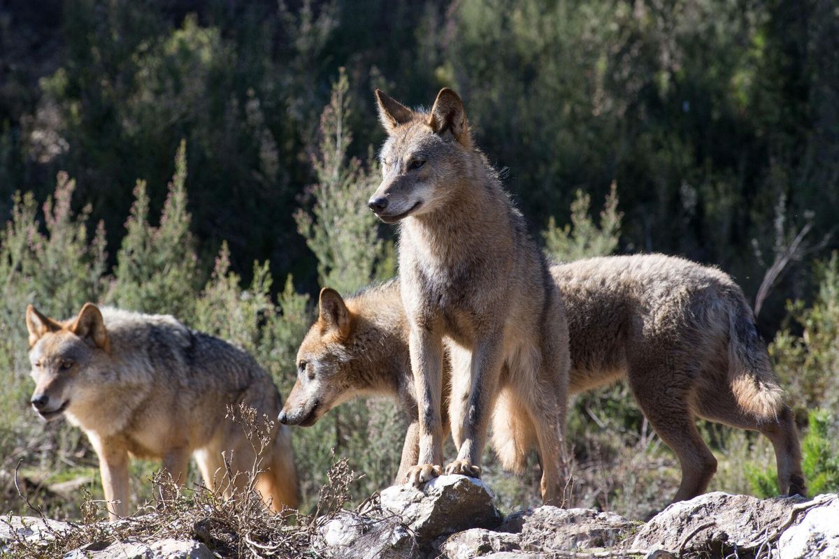 21/02/2020 Varios lobos ibéricos del Centro del Lobo Ibérico en localidad de Robledo de Sanabria, en plena Sierra de la Culebra (lugar de mayor concentración de este cánido en el Sur de Europa). El Centro alberga 11 ejemplares de este animal en situación de semilibertad e intentan divulgar la convivencia histórica entre el lobo y el ser humano, en Zamora/Castilla y León (España) a 21 de febrero de 2020. SOCIEDAD Carlos Castro - Europa Press