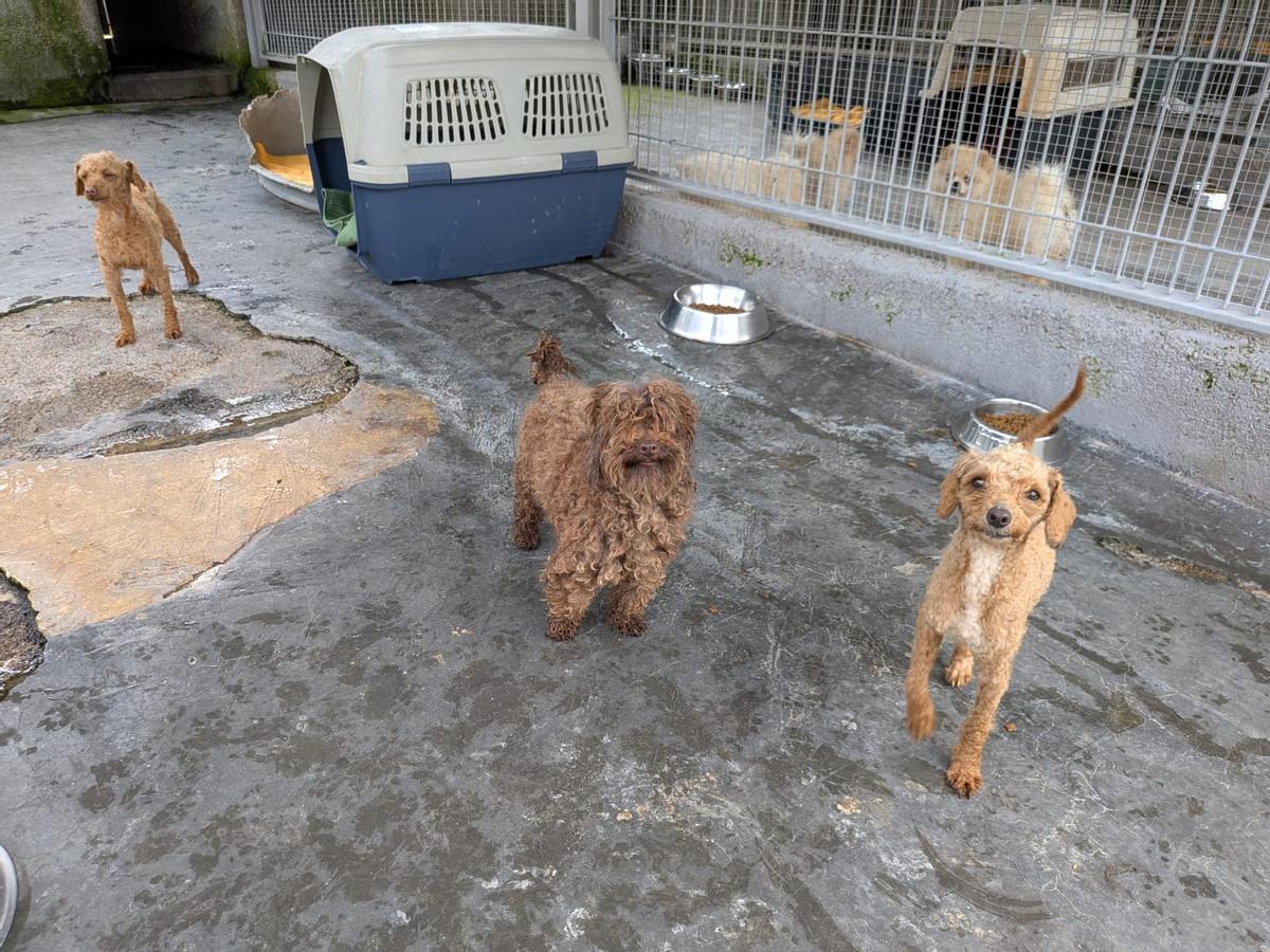 La evolución de los perros incautados en un criadero de Gijón, en imágenes La evolución de los perros incautados en un criadero de Gijón, en imágenes