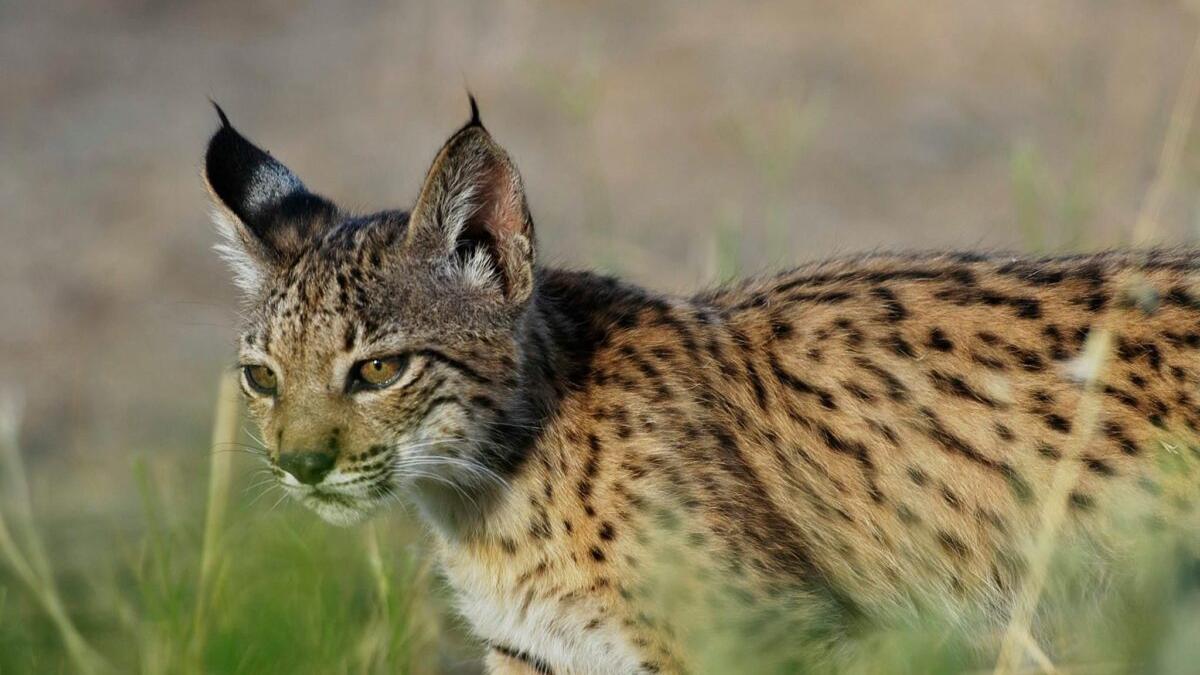 Así es el lince ibérico: un maravilloso gato de 14 kilos