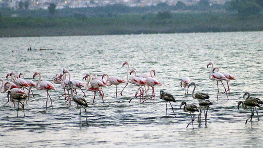 Aguas de las salinas de La Mata y Torrevieja