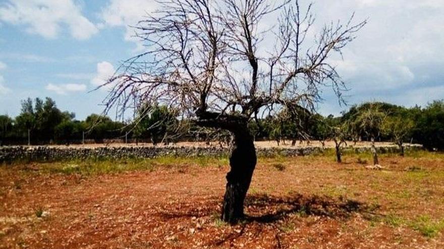 Almendro afectado por Xylella.