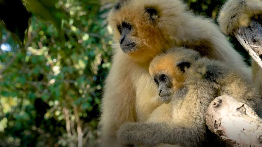 Bioparc Fuengirola