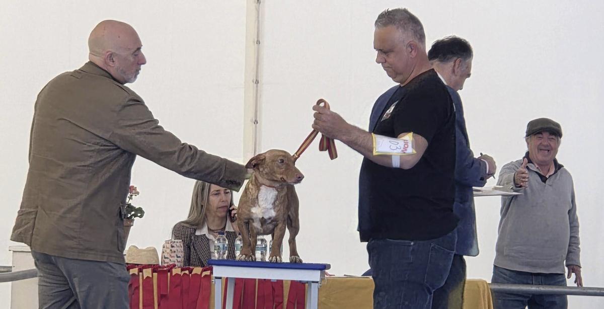 Un miembro del jurado examina a uno de los participantes en el concurso canino. | L.O.