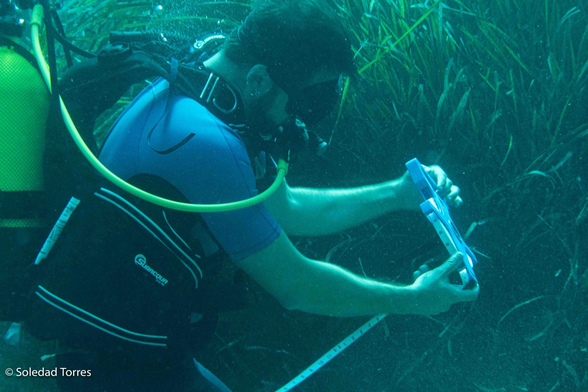 Galería de imágenes de la posidonia de la bahía de Talamanca