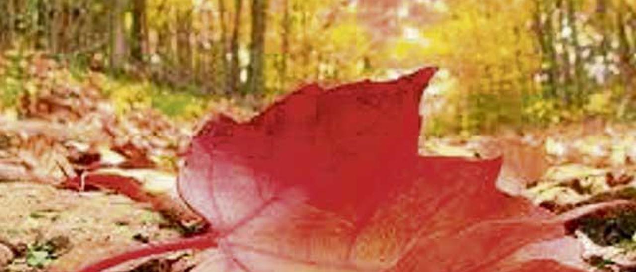 El otoño llega con sus hojas caídas y sus días que acortan las horas de luz.