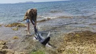 Una tintorera desorientada en la costa de Port des Torrent
