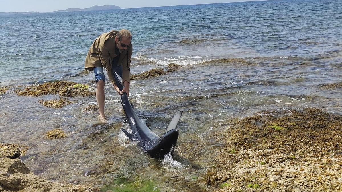Un hombre trata de ayudar al animal.