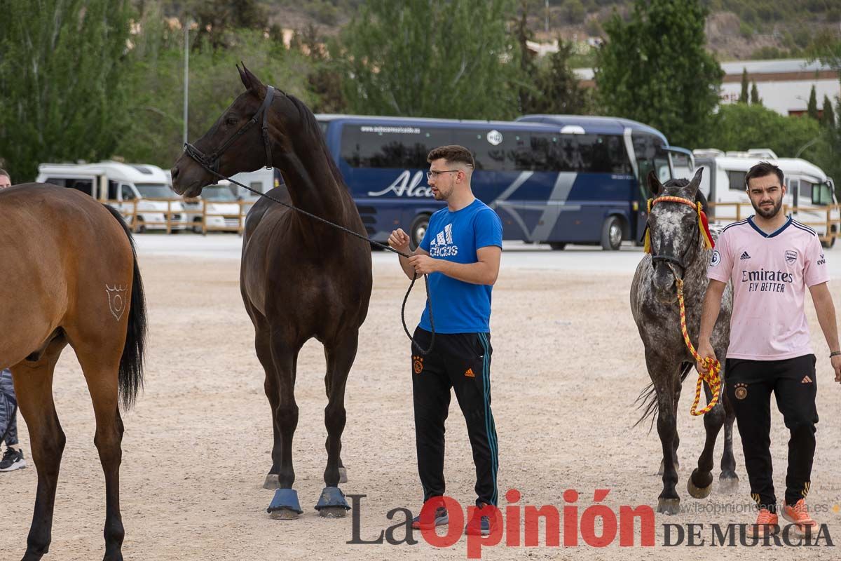 Control veterinario de los Caballos del Vino en Caravaca