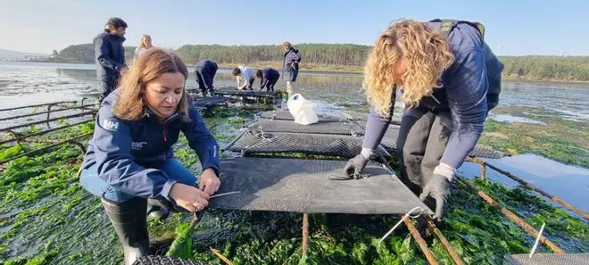 Reactivan o marisqueo tras máis dun ano sen faenar en Camariñas