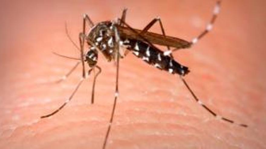 Sanitat vigila el primer cas de Chikungunya a Espanya