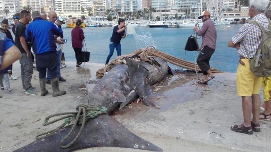Atrapan un enorme tiburón peregrino en Alicante
