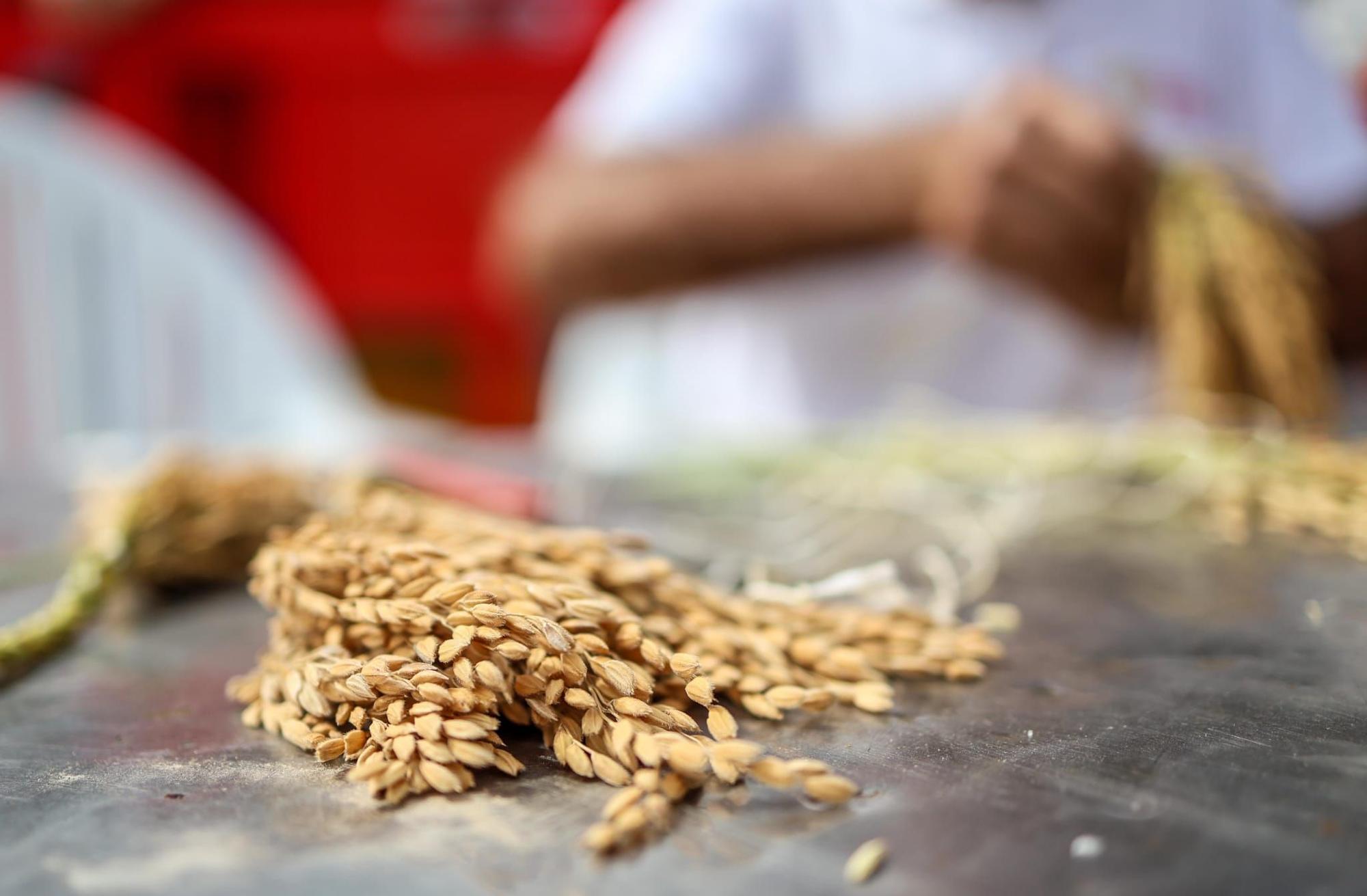 El puerto de Catarroja reúne a 5.000 personas en la Fiesta de la siega del arroz