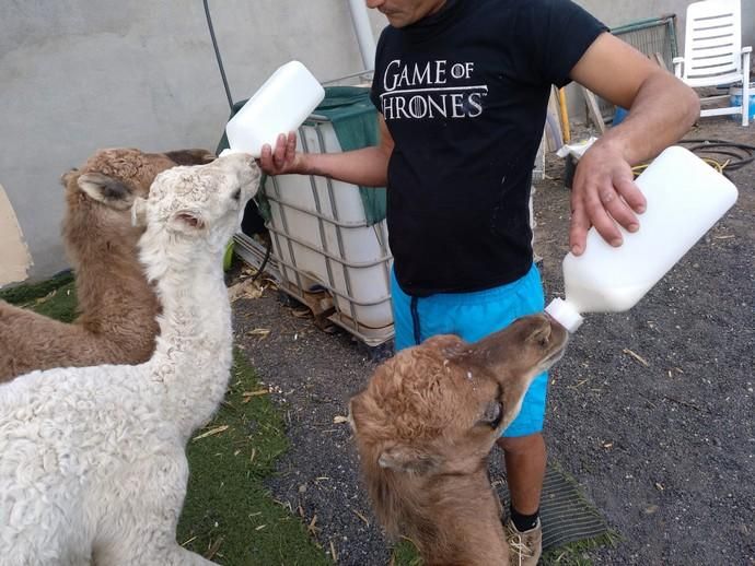 Coronavirus en Canarias | Camellos que pasean a los turistas en Timanfaya