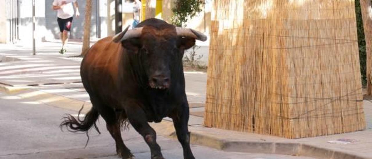 Los &#039;bous al carrer&#039; blindan su seguridad