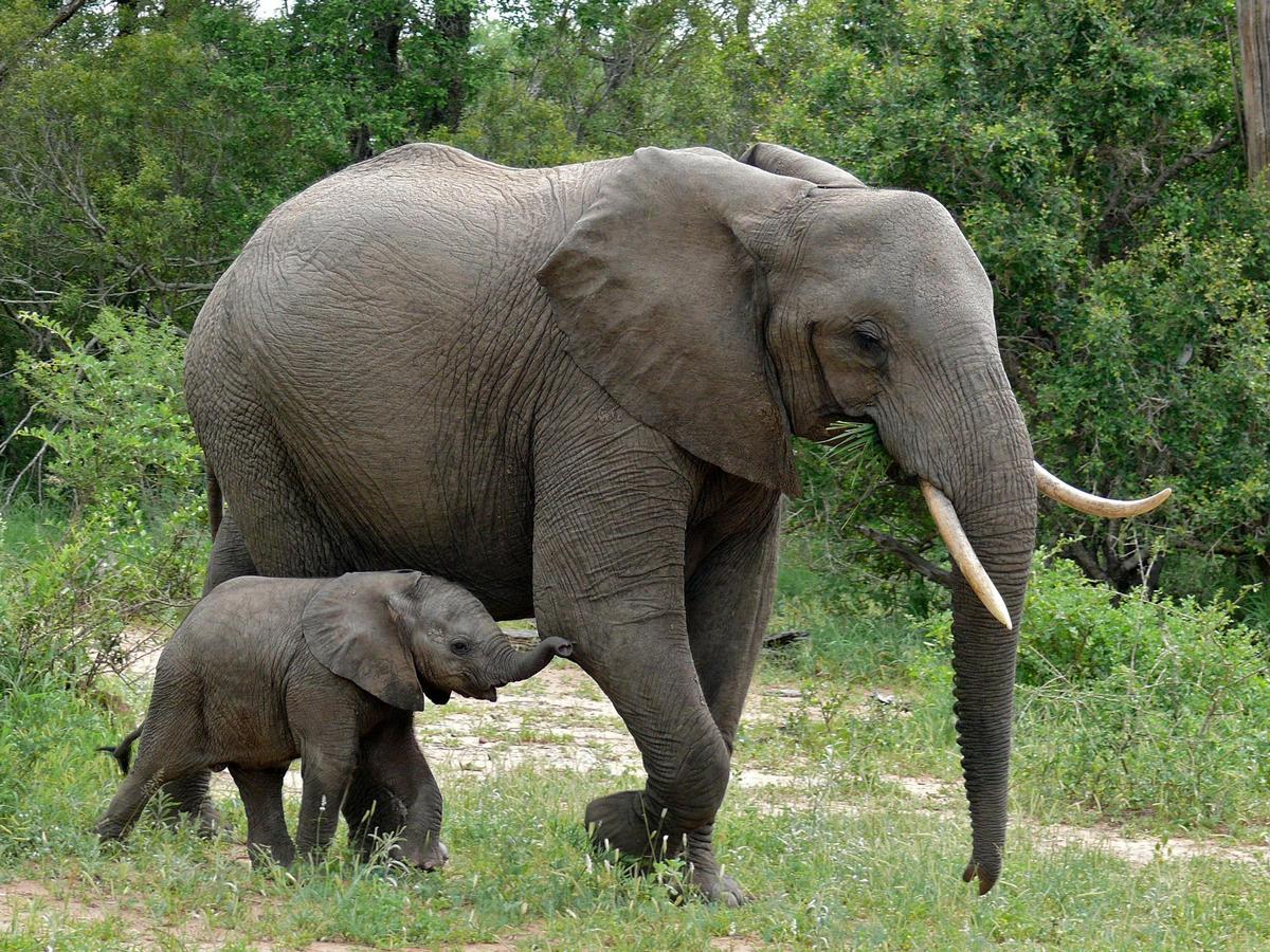 Un ejemplar de elefante africano con su cría