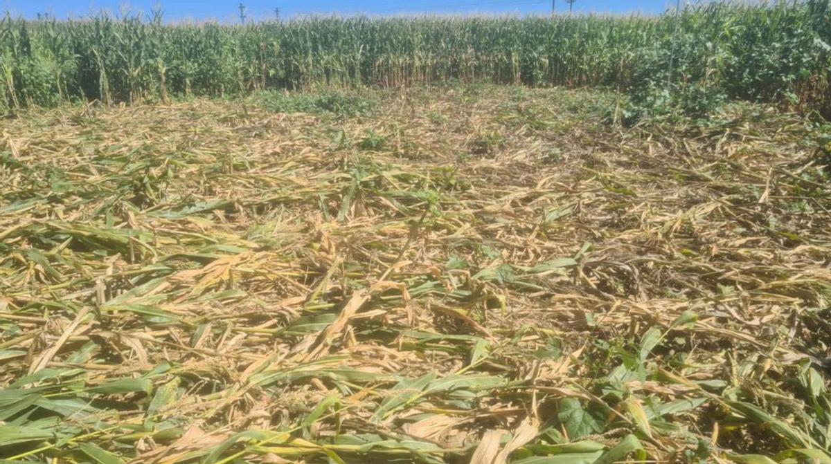 Cazadores piden batidas al jabalí por los daños que causa en los maizales