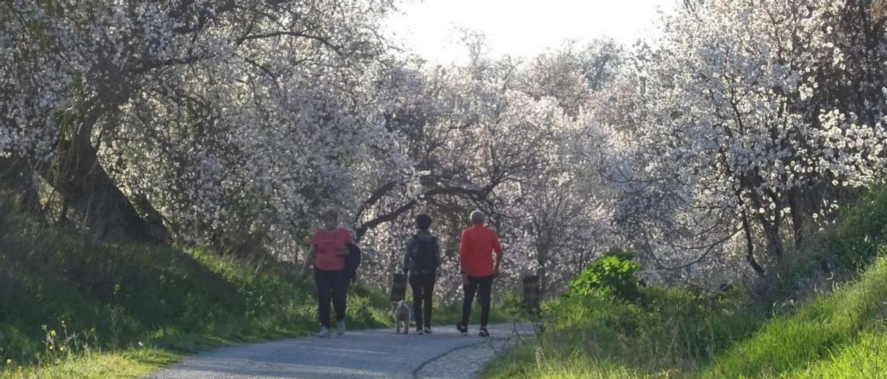 Almendros en flor en la comarca de la Subbética, que suelen adelantar su fenología respecto a las nuevas plantaciones del resto de la provincia.