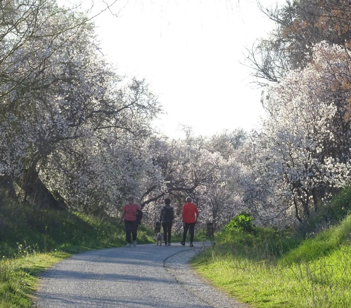 Almendros en flor en la comarca de la Subbética, que suelen adelantar su fenología respecto a las nuevas plantaciones del resto de la provincia.