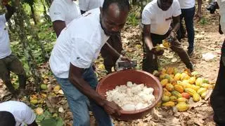 La inestabilidad del cacao pone en peligro el chocolate